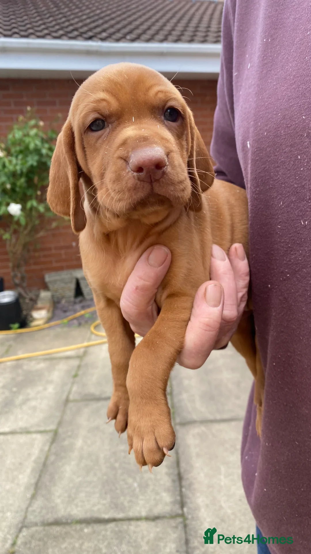 Hungarian Vizsla dogs for sale: KC Reg HV Pups, COI 1.3% ,Hip Scored For Sale - Advert 2