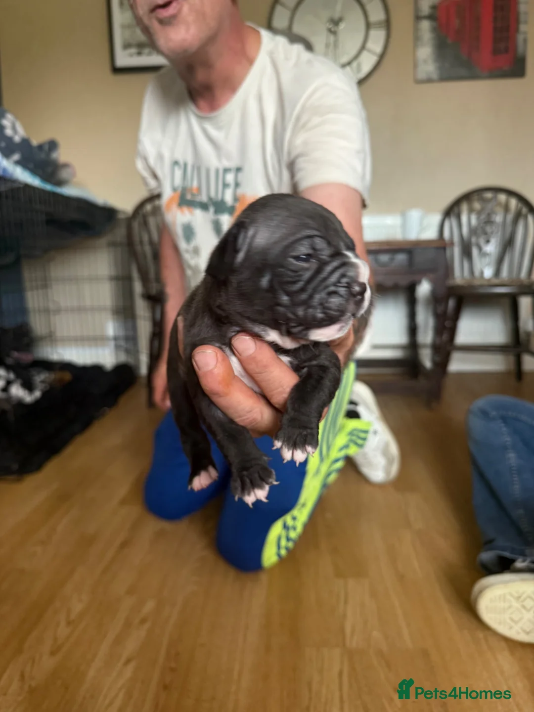 Staffordshire Bull Terrier dogs for sale: Staffie x shar pei puppies  in Havant - Advert 2