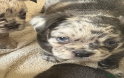 French Bulldog dogs for sale: Fluffy frenchies  - Image 5