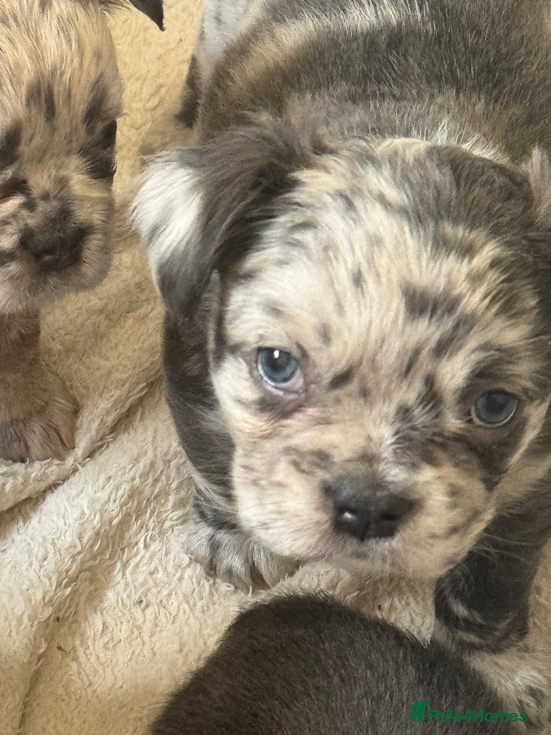 French Bulldog dogs for sale: Fluffy frenchies  - Image 5