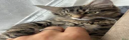 Mixed Breed cats for sale: European beautiful little girl - Advert 10