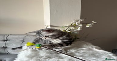 British Shorthair cats - Advert 8