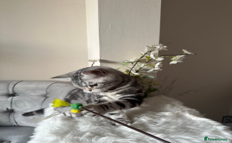 British Shorthair cats - Advert 9