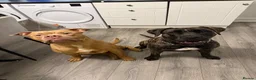 Mixed Breed dogs for sale: 11 month old Cane corso X Borboel  - Advert 5