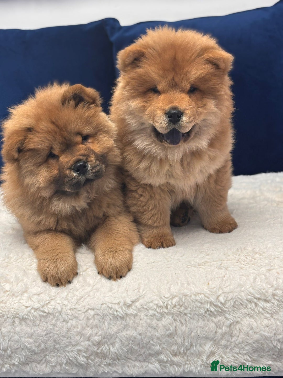 Chow Chow dogs for sale: Beautiful pure bred chow chow puppies for sale  - Image 12