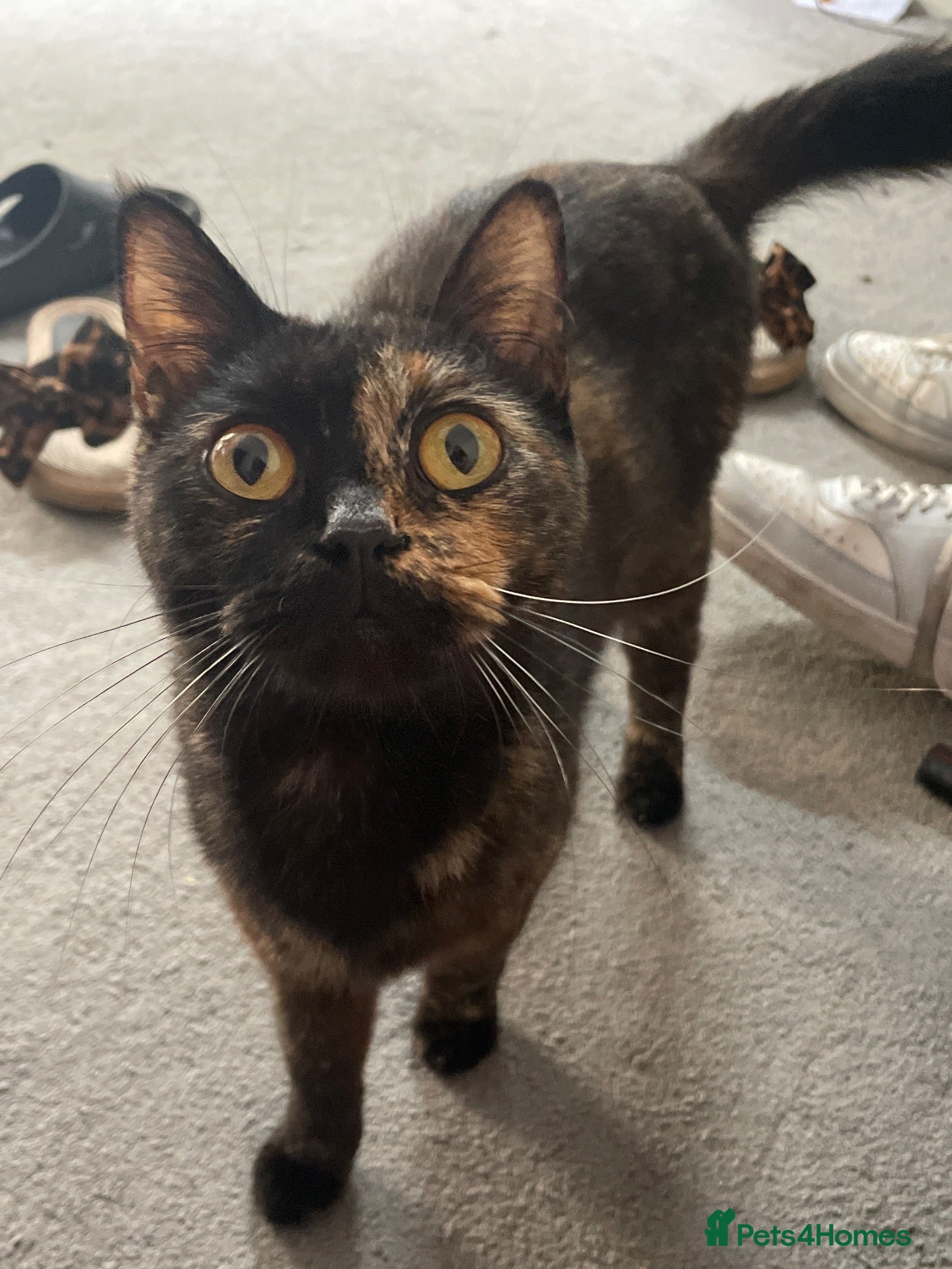 Mixed Breed cats Three beautiful kittens for sale  - Advert 5