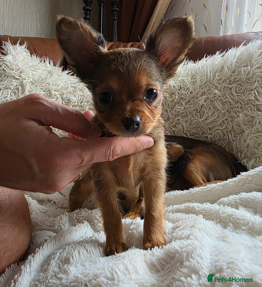 Russian Toy Terrier dogs for sale: Russian Toy Puppies  - Image 7