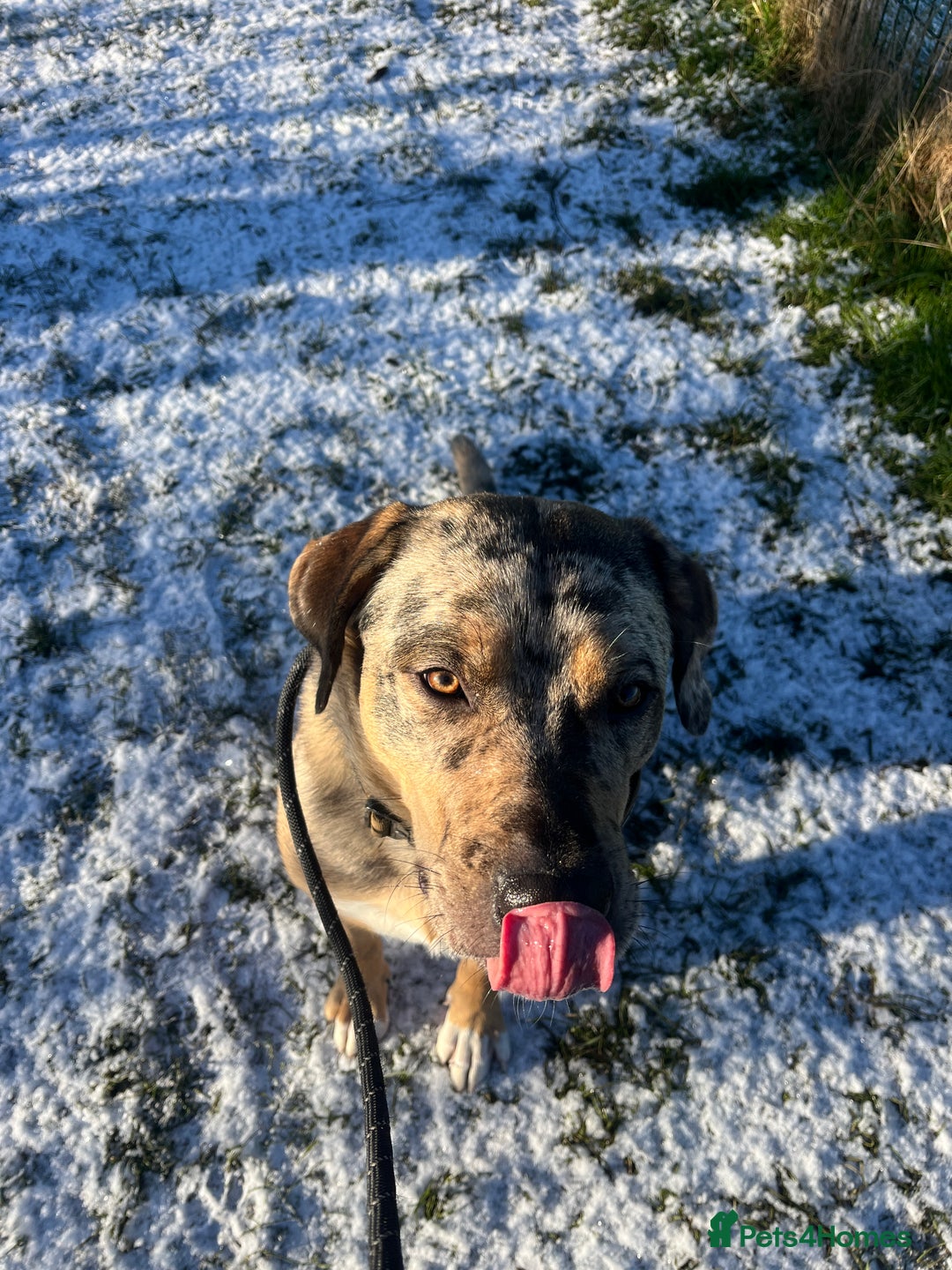 Mixed Breed dogs for sale: 1-year old mixed looking for forever home. - Advert 2