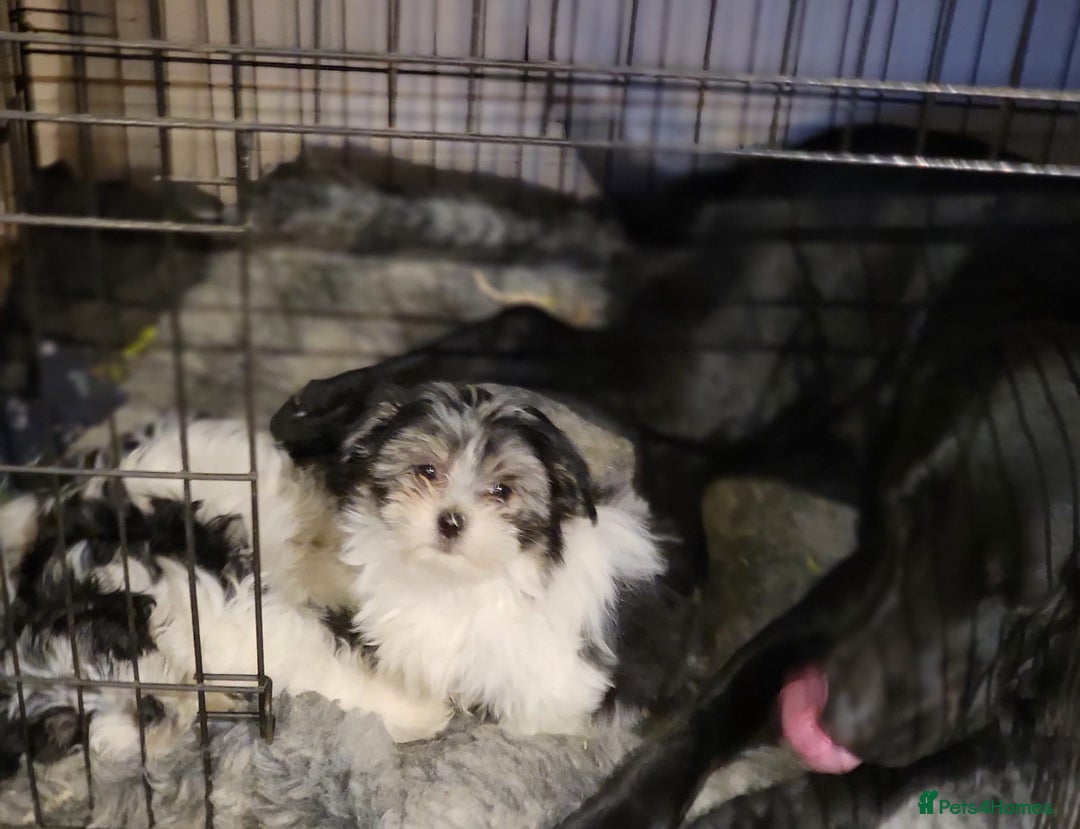 Maltese dogs for sale: Maltese Cross Puppies - Advert 3