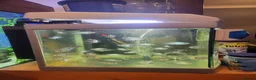 Cichlids fish for sale: Blue electric and Blue Acara 4 months - Advert 3