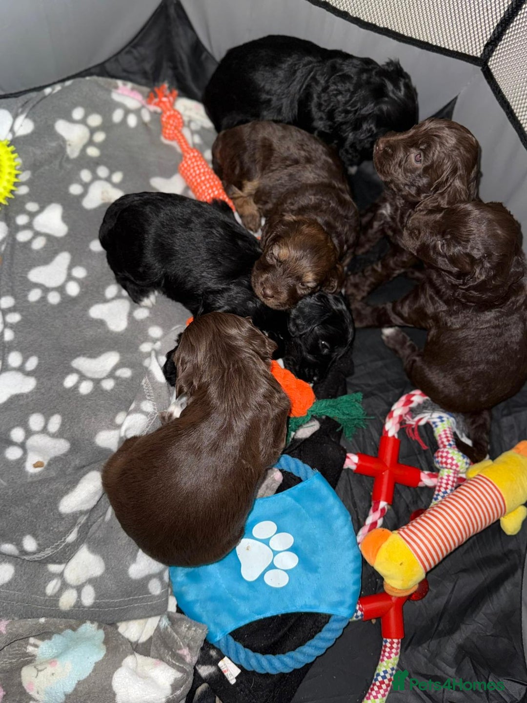 Cockapoo dogs for sale: Cockapoo puppies  - Image 21