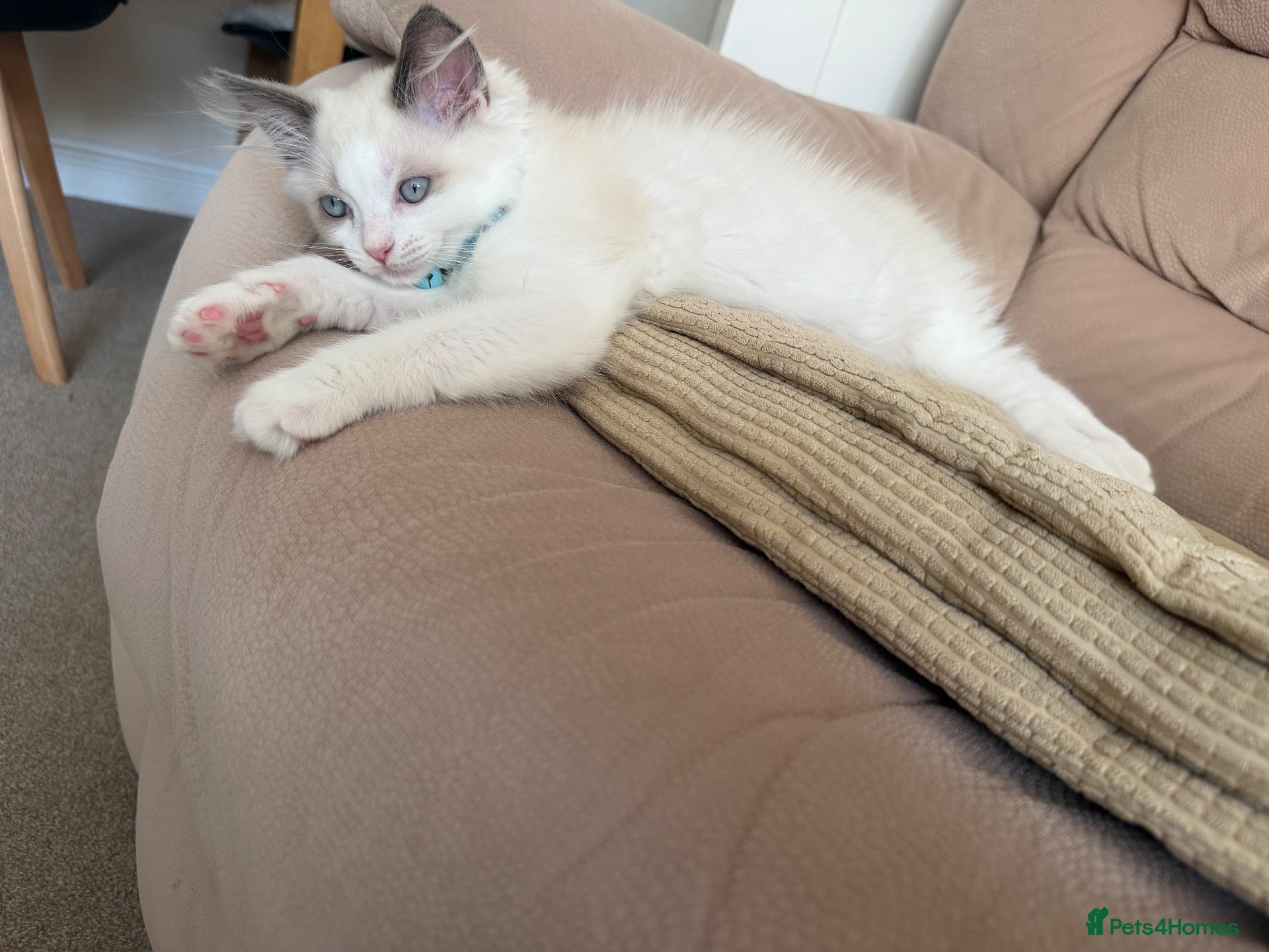 Ragdoll cats The Last two Adorable Blue-Eyed Ragdoll Kittens - Advert 2