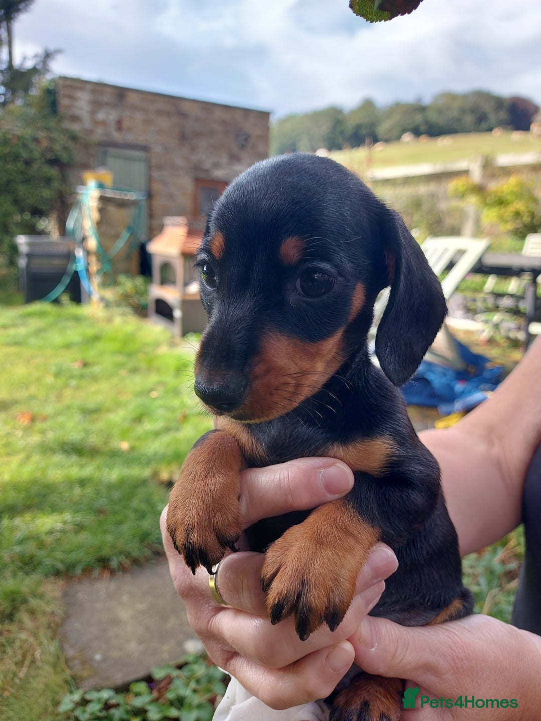 Miniature Dachshund dogs for sale: Beautiful litter of 6 true to type miniature pups. - Image 9