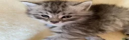 Siberian cats for sale: Siberian x Siberian Neva Masquerade Kittens - Advert 26