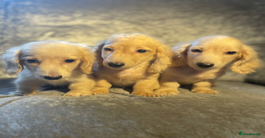 Dachshund dogs - Advert 5