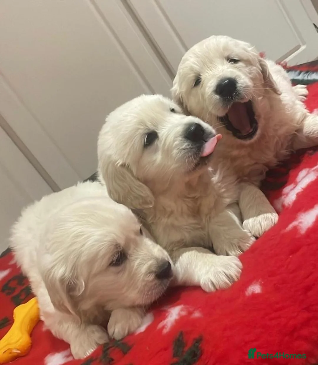 Golden Retriever dogs for sale: ADORABLE CREAM GOLDEN RETRIEVER PUPPIES £1495 in Baldock - Advert 7