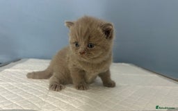 British Shorthair cats for sale: 🐱Adorable Rare Lilac British Shorthair Kittens - Image 8