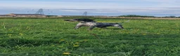 German Shorthaired Pointer dogs for stud: Murphy McDonald in Newport - Advert 8