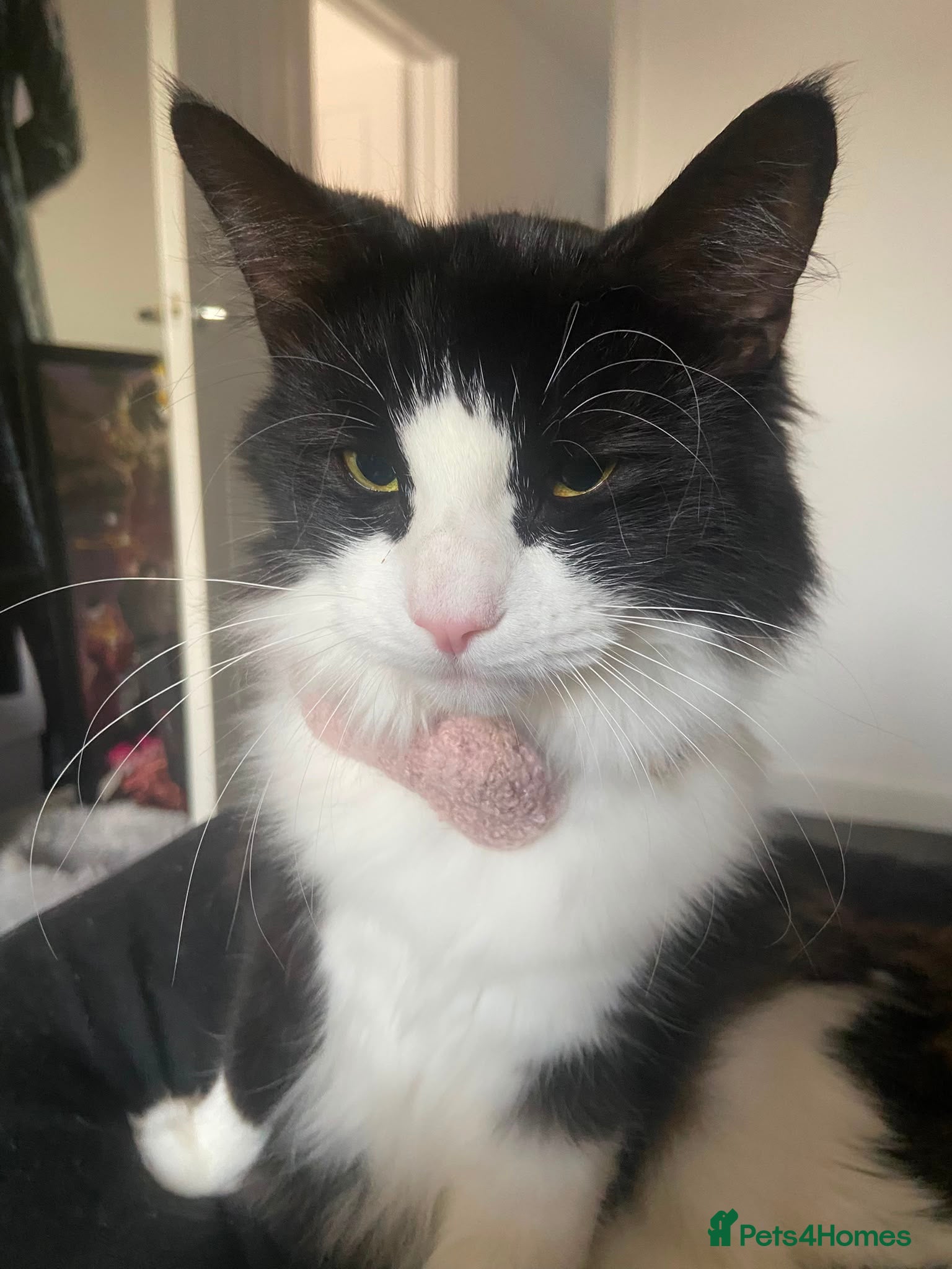 Mixed Breed cats Kitten 4-5 months - Advert 1