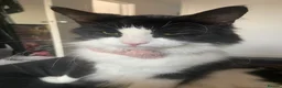 Mixed Breed cats for sale: Kitten 4-5 months - Advert 1