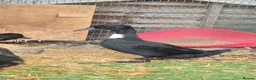 Ducks poultry for sale: Beautiful female duck  - Advert 3
