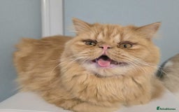 Persian cats for sale: Ginger Persian Boy for Loving Home in London - Image 2