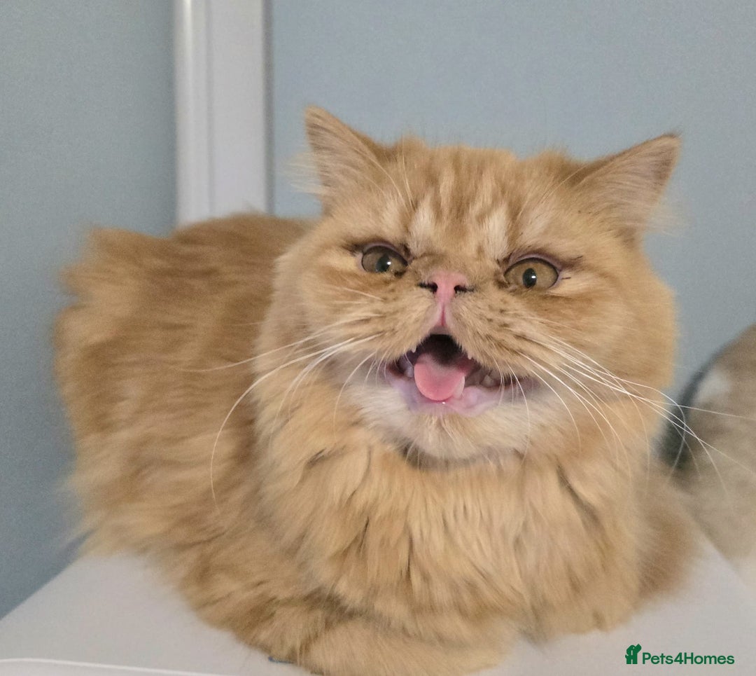 Persian cats for sale: Ginger Persian Boy for Loving Home in London - Image 2