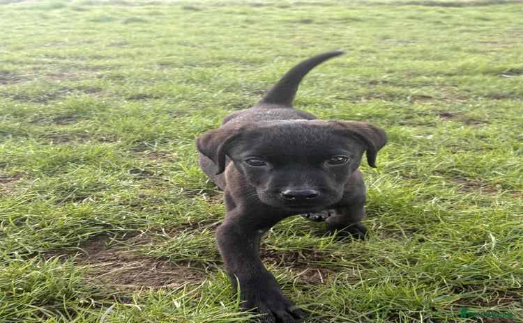Labrador Retriever dogs - Advert 4