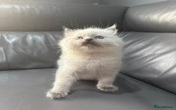 Ragdoll cats for sale: One gorgeous little blue point ragdoll boy - Image 7