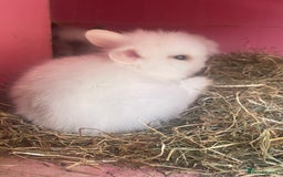 Lionhead rabbits for sale: One male left. Blue eyes. Orange and white - Image 24
