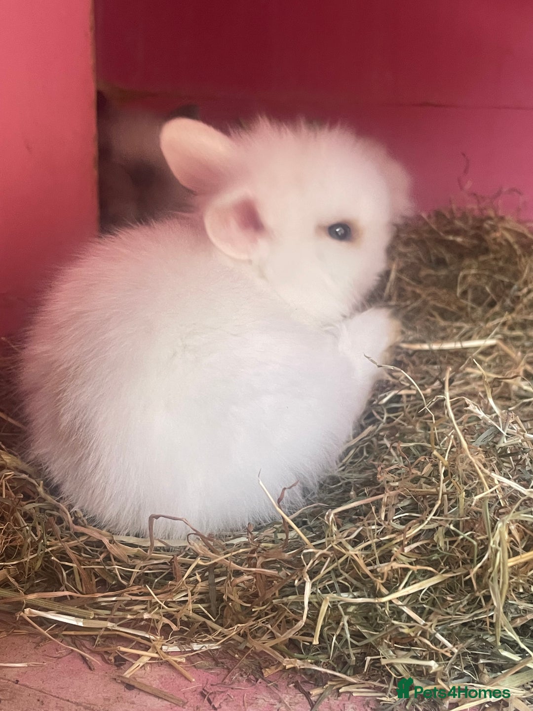 Lionhead rabbits for sale: One male left. Blue eyes. Orange and white - Image 24