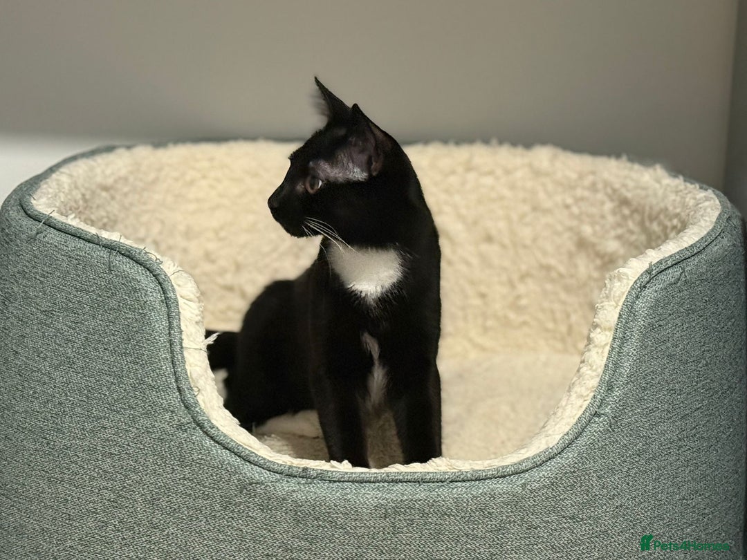 Mixed Breed cats for sale: Kara - Tuxedo female kitten - Advert 4