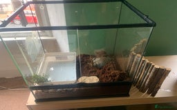 Frog reptiles for sale: Bull frog - Image 2