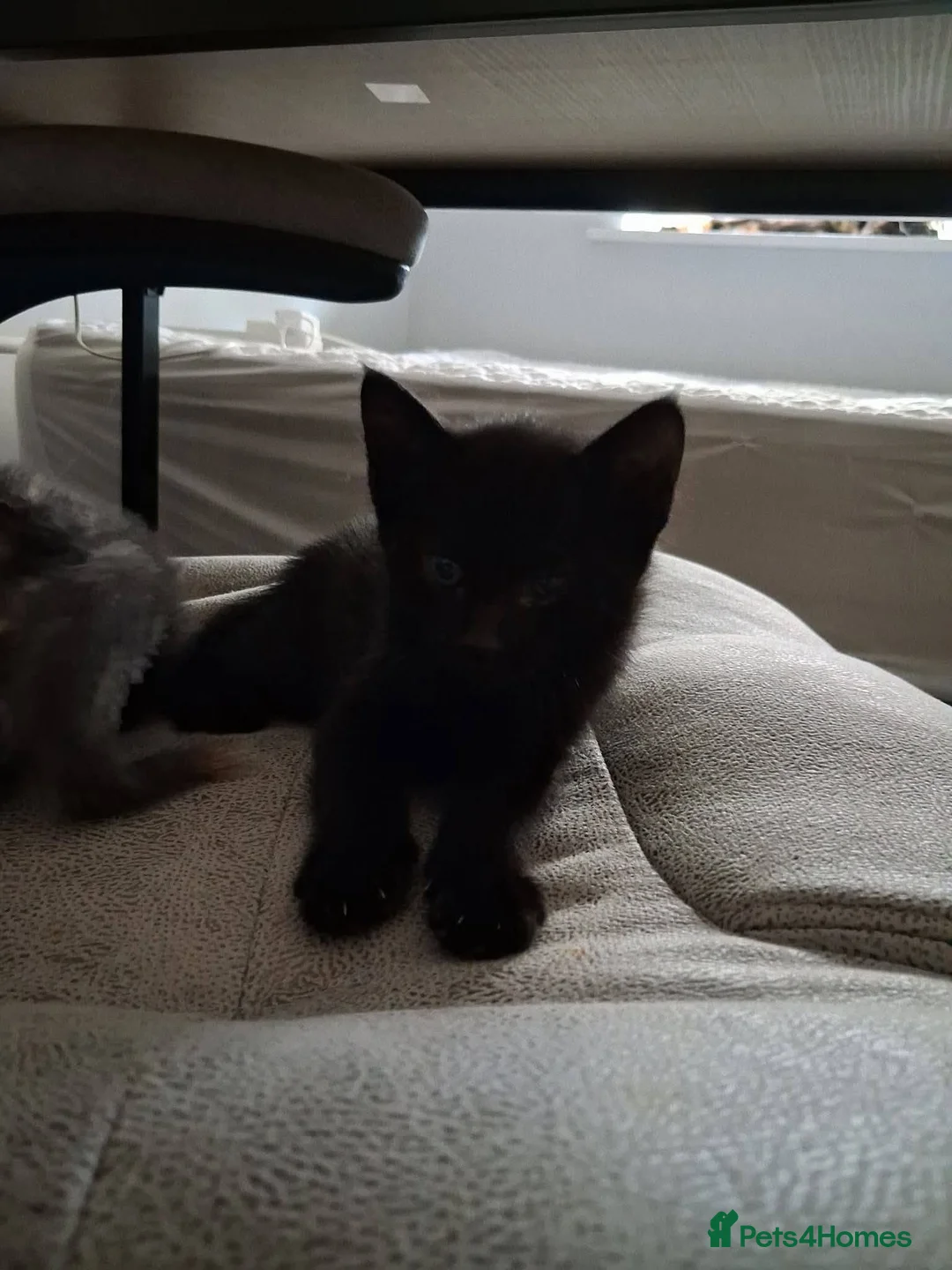 Mixed Breed cats for adoption: Woody for adoption - Advert 2