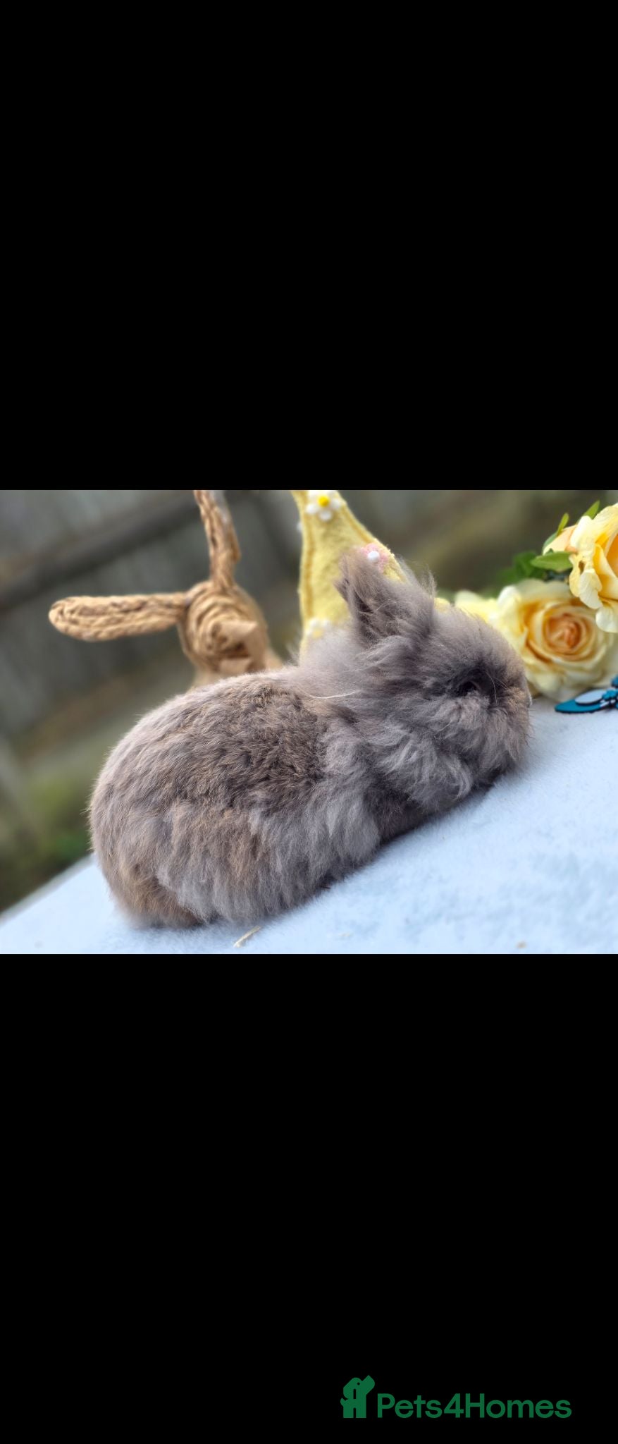 Lionhead rabbits Double mained lionhead buck - Advert 1