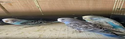 Budgerigars birds for sale: 🐦 Beautiful Baby Budgies Available! - Advert 19