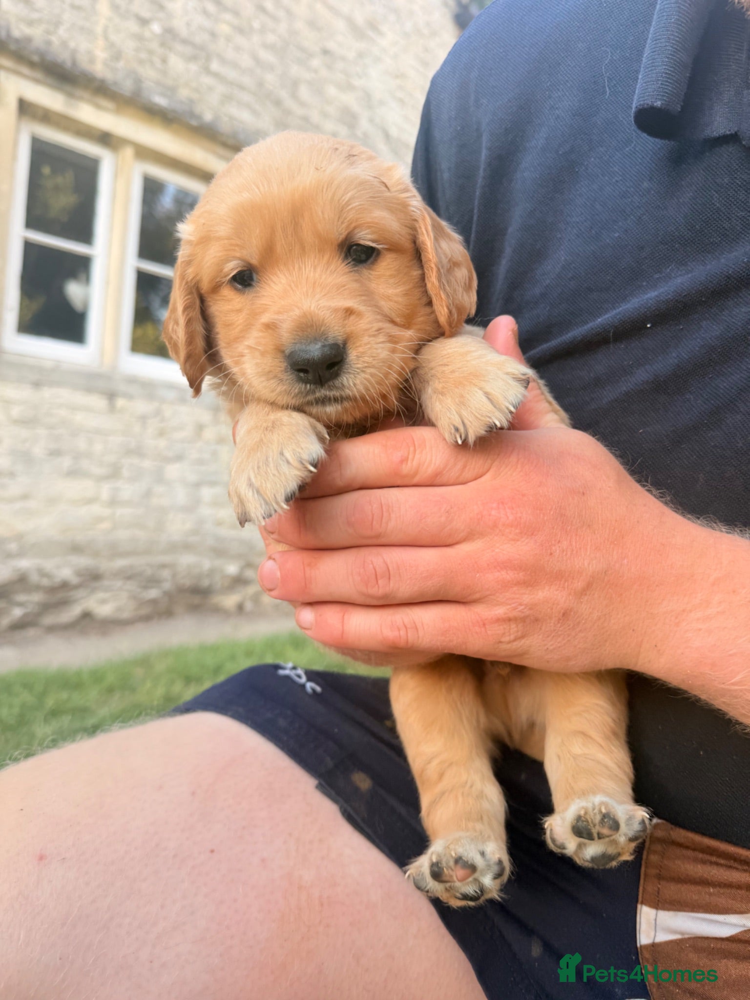 Golden Retriever dogs ONE Beautiful BOY Golden Retriever Puppy left - Advert 8