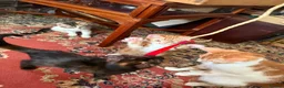 Mixed Breed cats for sale: 4 Beautiful Kittens in Erith - Advert 8