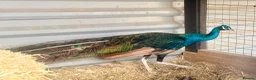 Peafowl poultry for sale: Peacock and peahens trio for sale - Advert 6