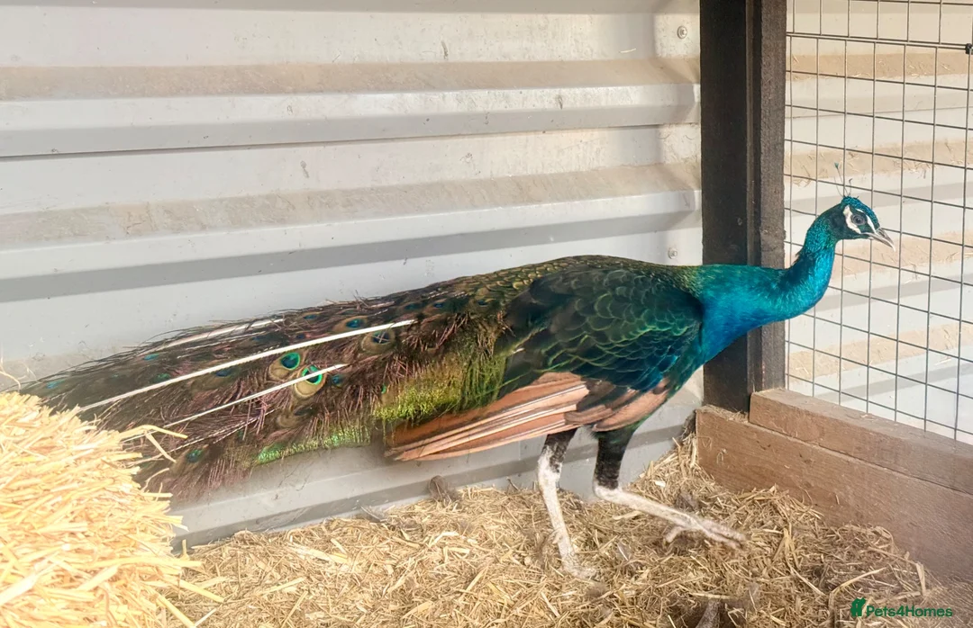 Peafowl poultry for sale: Peacock and peahens trio for sale - Advert 6
