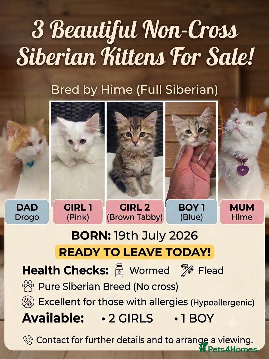 Siberian cats 3 Beautiful Siberian Kittens - Ready to leave now! - Advert 10