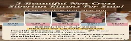 Siberian cats for sale: 3 Beautiful Siberian Kittens - Ready to leave now! - Advert 1