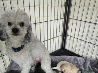 Toy Poodle dogs - Advert 1