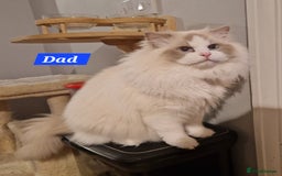 Ragdoll cats for sale: Gorgeous GCCF Ragdoll kittens READY NOW!!! - Image 11