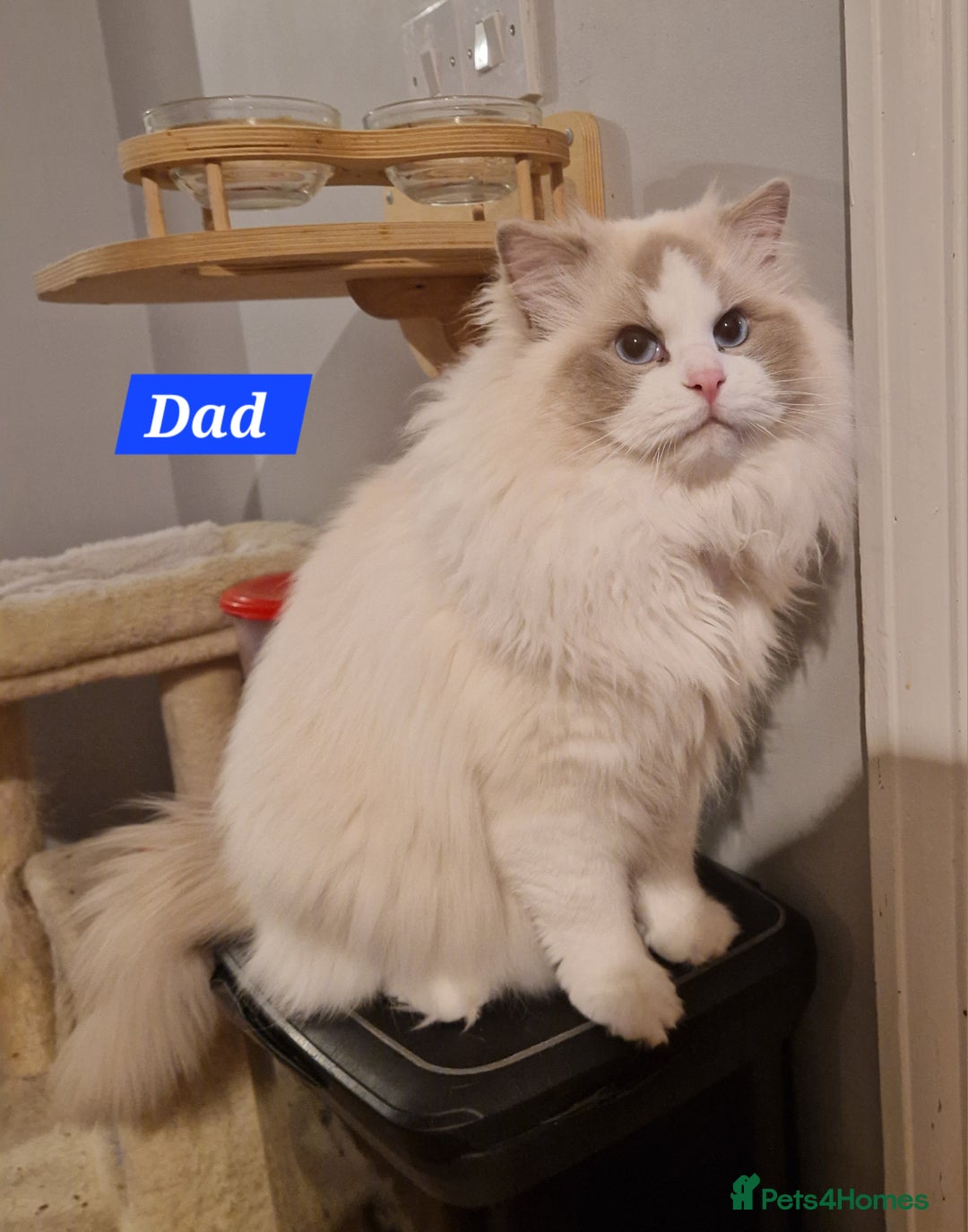 Ragdoll cats for sale: Gorgeous GCCF Ragdoll kittens READY NOW!!! - Image 11