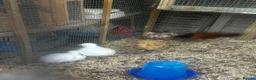 Chickens poultry for sale: Chickens, ducks, quail - Advert 4