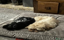 Shih Tzu dogs for sale: Shih tzu puppies  - Image 3