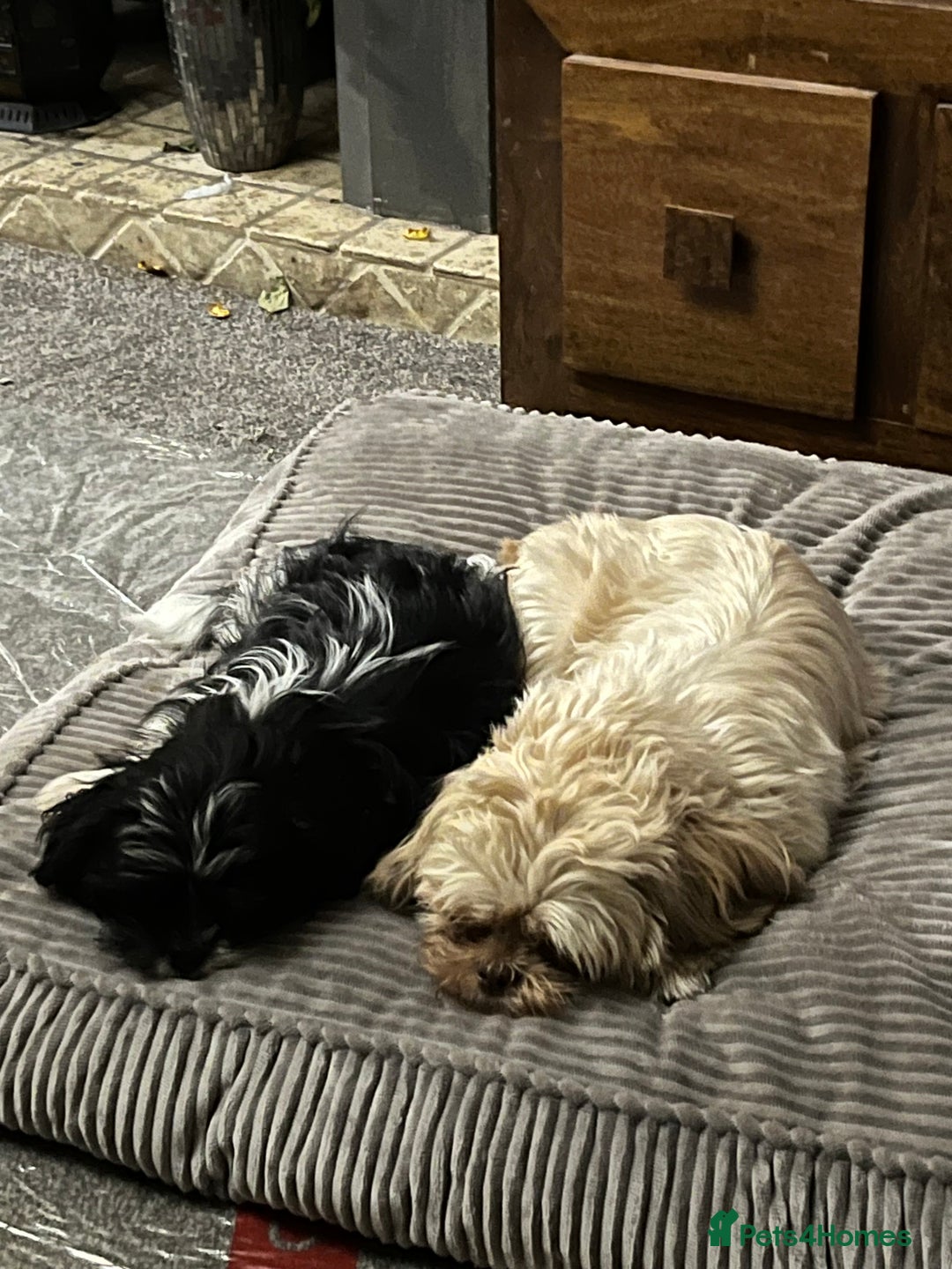 Shih Tzu dogs for sale: Shih tzu puppies  - Image 3