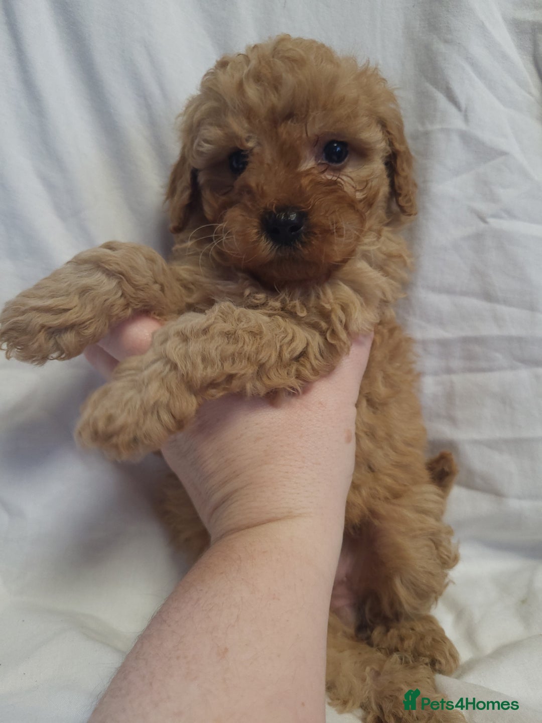 Maltipoo dogs for sale: Maltpoo puppies 5🌟licence breeder  - Advert 3