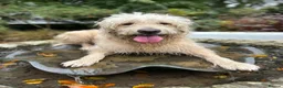 Goldendoodle dogs for stud: Proven F1 Goldendoodle for Stud in Penzance - Advert 4